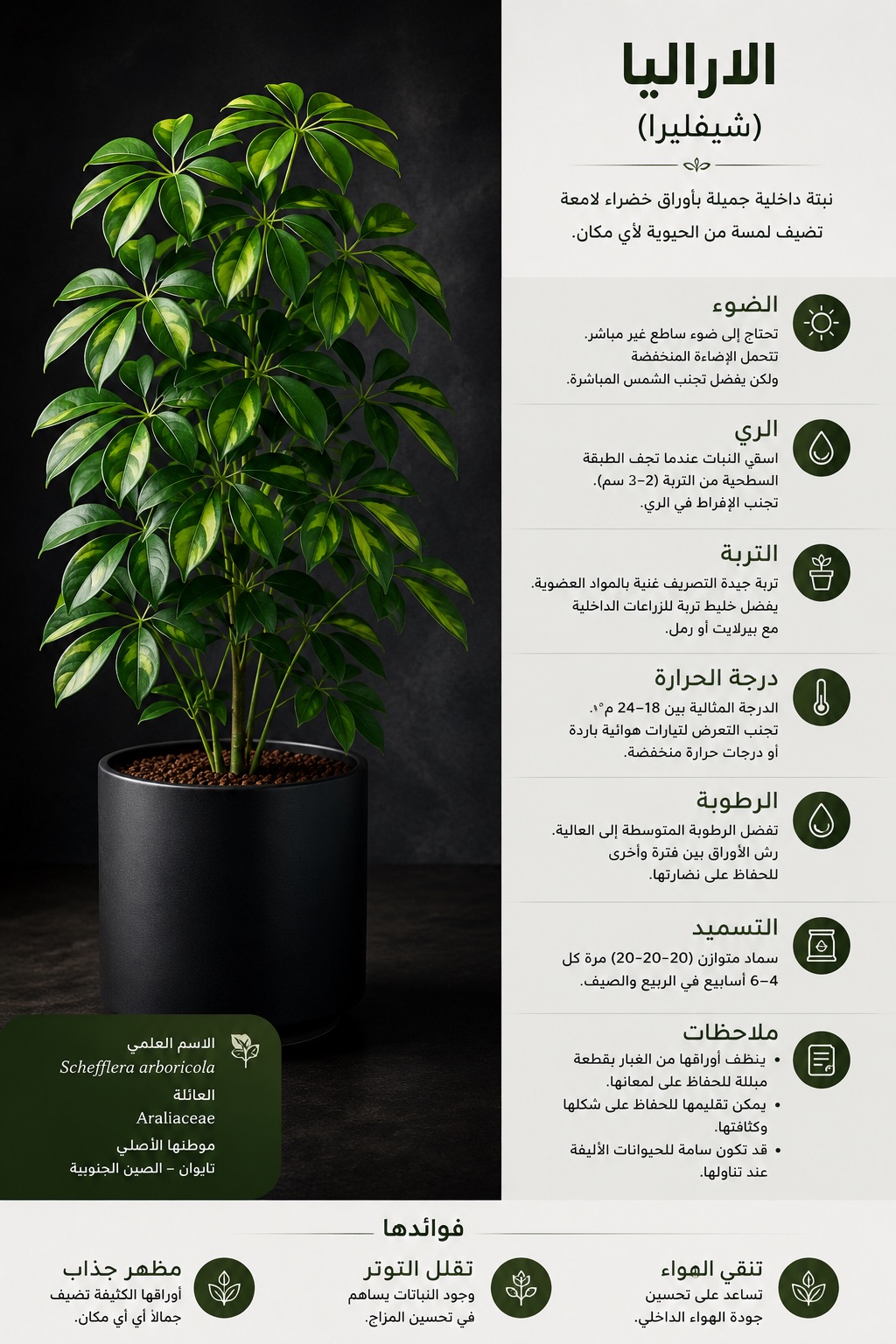 نبات الاراليا