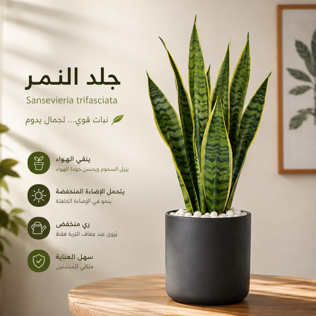 نبات جلد النمر — صورة 2 من 2