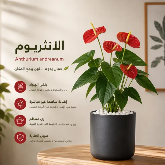 نبتة الانثريوم