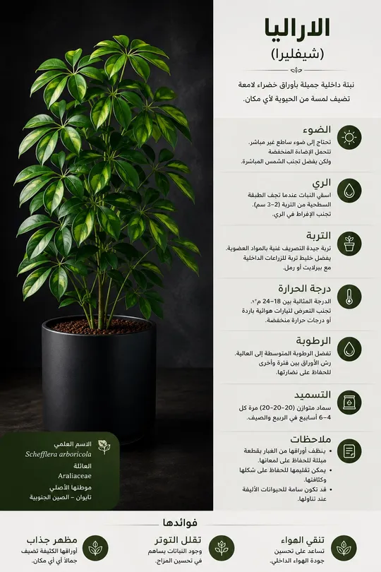 نبات الاراليا